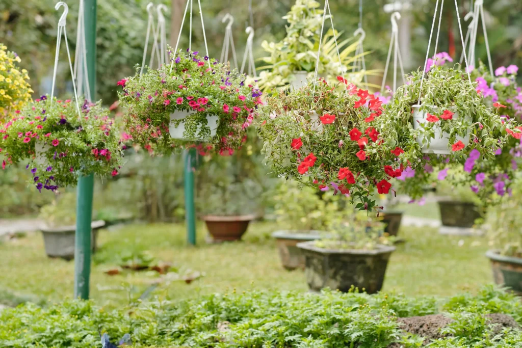 Colorful hanging flower baskets blooming with vibrant petunias and ornamental plants at Wondellea Cafe & Resort, Silang Cavite, showcasing a beautiful garden attraction.