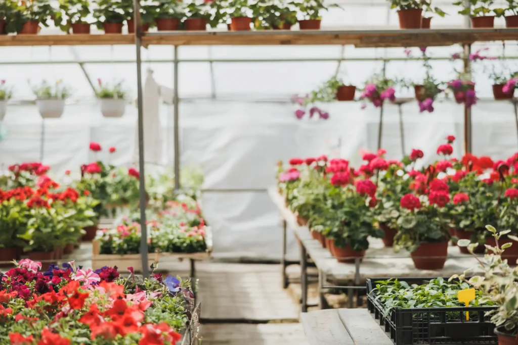 Colorful flowering plants and potted greenery displayed on benches inside a bright greenhouse at Wondellea Cafe & Resort, Silang Cavite.